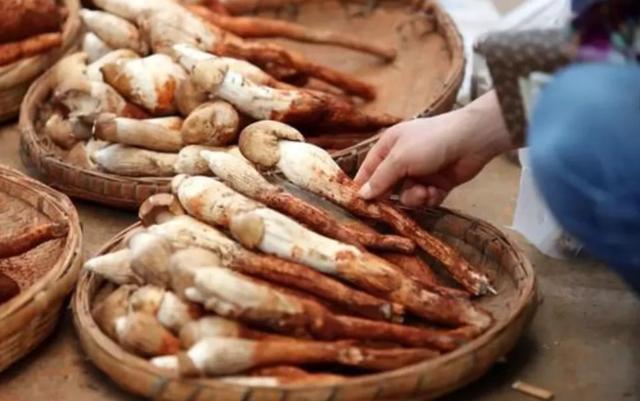 國(guó)家蘑菇地理：中國(guó)哪里的蘑菇最好吃？